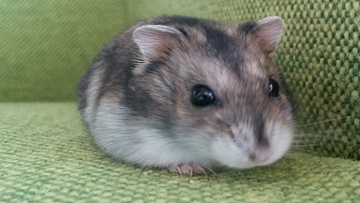 Bild unseres Hamsters