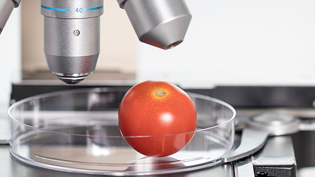 Tomate unter Mikroskop