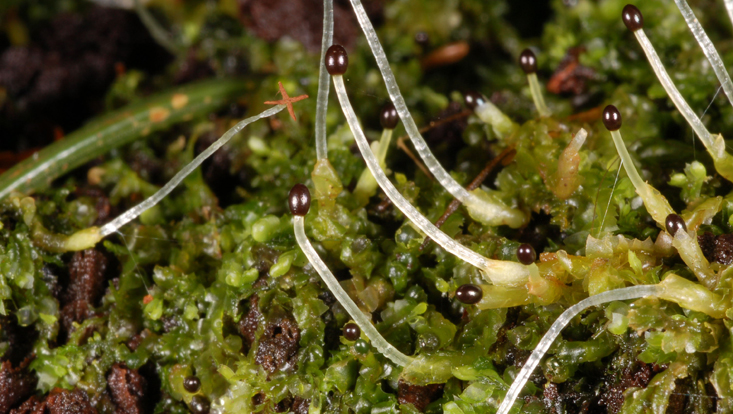 Folioses Lebermoos Lophocolea heterophylla, mit Sporogonen Bild eines foliosen Lebermooses mit Sporogonen