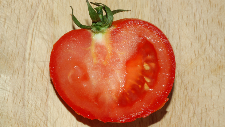 Beere der Tomate (Lycopersicon esculentum), Längsschnitt Bild eines Längsschnitts durch die Beere der Tomate (Lycopersicon esculentum)