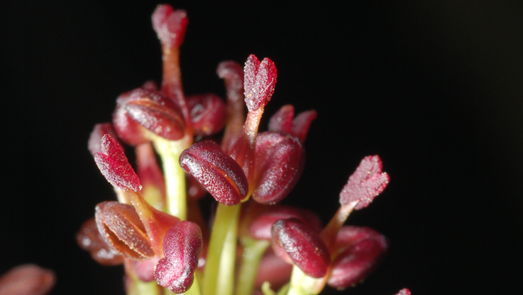Blüten der Gewöhnlichen Esche (Fraxinus excelsior), ohne Blütenhülle Bild von Blüten der Gewöhnlichen Esche (Fraxinus excelsior), ohne Blütenhülle