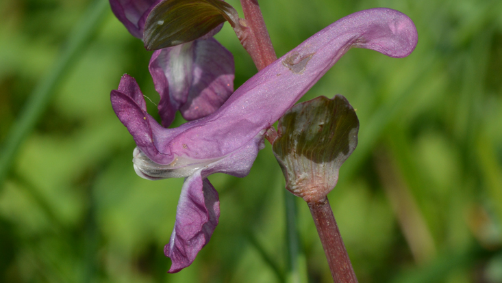 Gespornte Blüte des Hohlen Lerchensporns (Corydalis cava) Bild einer gespornten Blüte des Hohlen Lerchensporns (Corydalis cava)
