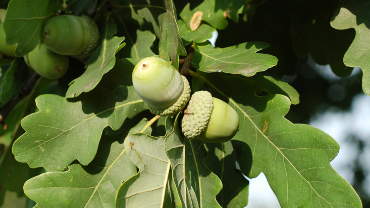 Nussfrüchte mit Cupula der Stieleiche (Quercus robur) Bild von Nussfrüchten mit Cupula der Stieleiche (Quercus robur)