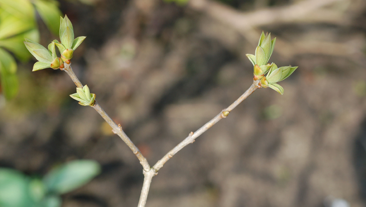 Dichasialer Sprossaufbau beim Flieder (Syringa vulgaris) Bild des Dichasialen Sprossaufbaus beim Flieder (Syringa vulgaris)