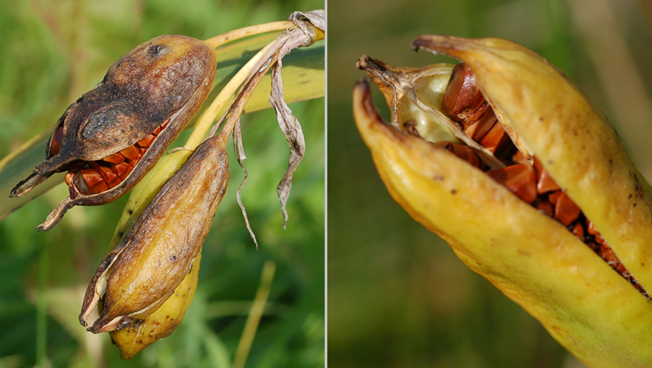 Früchte der Wasserschwertlilie (Iris pseudacorus) Bilder von Früchten (lokulizide Kapseln) der Wasserschwertlilie (Iris pseudacorus)