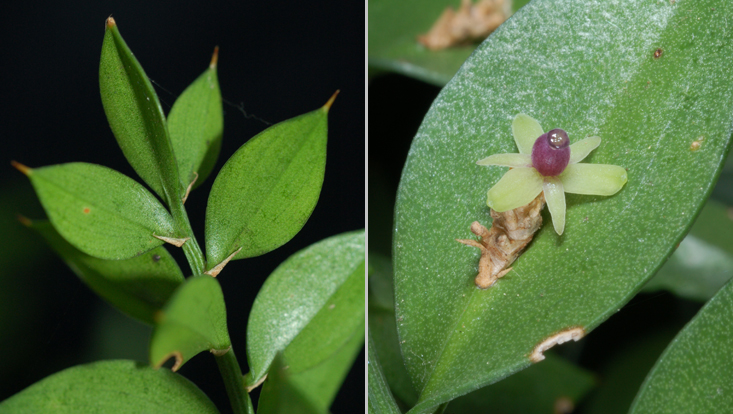 Phyllocladien (blattähnliche Sprosse) des Mäusedorns (Ruscus aculeatus), rechts mit weiblicher Blüte Bilder von Phyllocladien (blattähnlichen Sprossen) des Mäusedorns (Ruscus aculeatus), rechts mit weiblicher Blüte