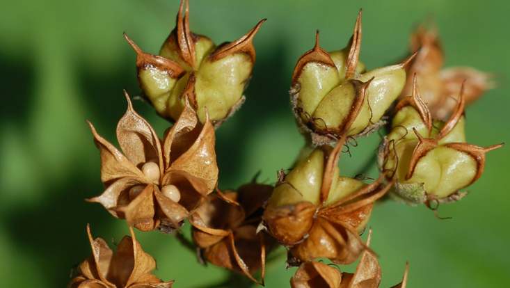 Rosaceae: Balgfrüchte von Physocarpus opulifolius Bild von Balgfrüchten von Physocarpus opulifolius (Rosaceae)