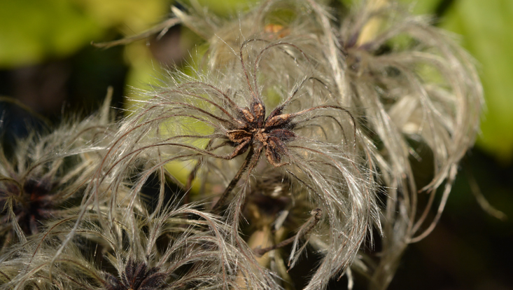 Nüsschenfrucht mit stark behaarten Griffeln (Clematis vitalba, Ranunculaceae) Bild einer Nüsschenfrucht mit stark behaarten Griffeln (Clematis vitalba, Ranunculaceae)