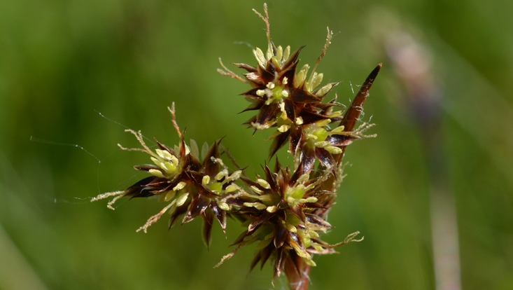 Blütenstand von Luzula campestris (Juncaceae) Bild eines Blütenstandes von Luzula campestris (Juncaceae)