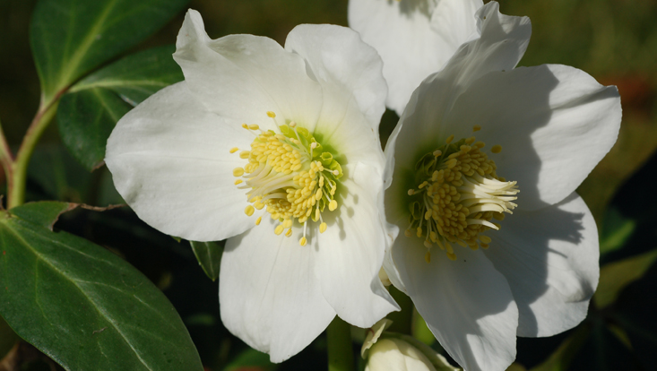 Blüten der Schneerose (Helleborus niger, Ranunculaceae), mit Nektarblättern zwischen Blütenhülle und Androeceum Bild von Blüten der Schneerose (Helleborus niger, Ranunculaceae), mit Nektarblättern zwischen Blütenhülle