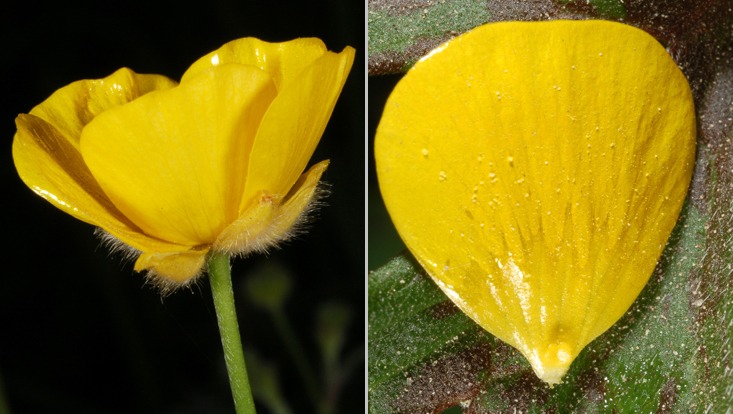 Nektarblätter als Kronblätter bei Ranunculus acris, links ganze Blüte, rechts herausgezupftes Nektarblatt Bilder einer Blüte von Ranunculus acris, links ganze Blüte, rechts herausgezupftes Nektarblatt
