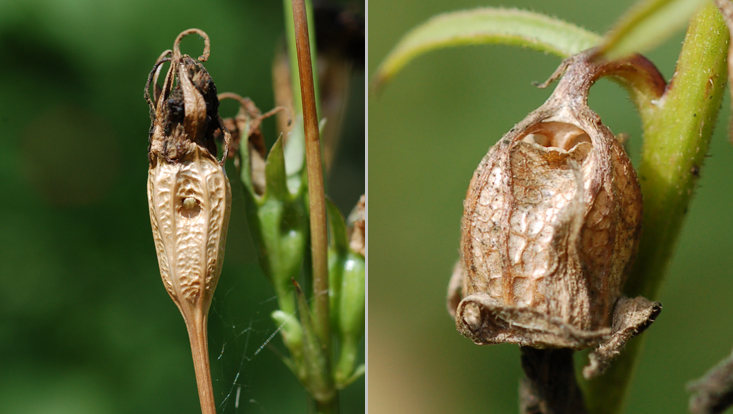 Kapseln von Campanulaceae; links Campanula persicifolia, rechts C. rapunculoides Bilder von Kapseln von Campanulaceae; links Campanula persicifolia, rechts C. rapunculoides