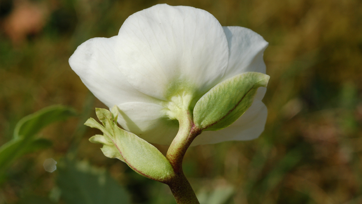 Hochblätter unter einfacher Blütenhülle (Helleborus niger, Ranunculaceae) Bild einer Blüte mit Hochblättern unter der einfachen Blütenhülle (Helleborus niger, Ranunculaceae)