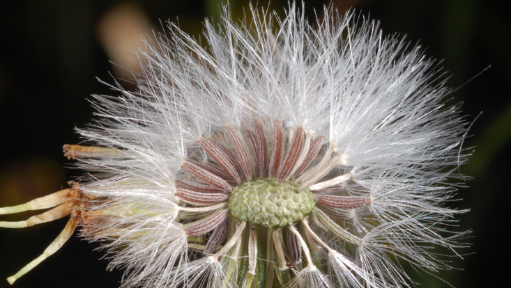 Fruchtendes Köpfchen von Senecio inaequidens Bild eines Fruchtenden Köpfchens von Senecio inaequidens
