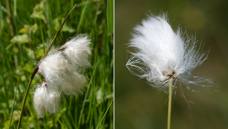 Fruchtstände von Eriophorum (Cyperaceae), links E. angustifolium, rechts E. vaginatum Bilder von Fruchtständen von Eriophorum (Cyperaceae), links E. angustifolium, rechts E. vaginatum