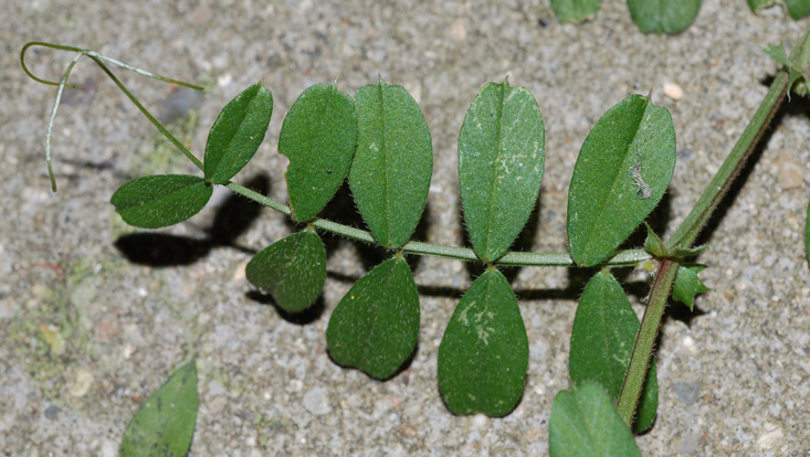 Fabaceae: gefiedertes Blatt von Vicia sativa, mit Blattfiederranken Bild eines gefiederten Blattes von Vicia sativa, mit Blattfiederranken