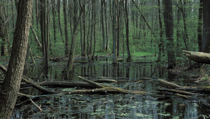 Erlenbruchwald bei Prisdorf Bild eines Erlenbruchwalds bei Prisdorf
