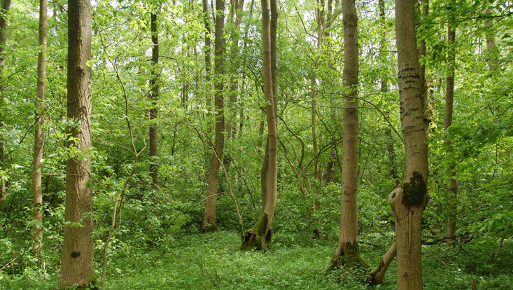 Laubwald bei Prisdorf Bild eines Laubwalds bei Prisdorf