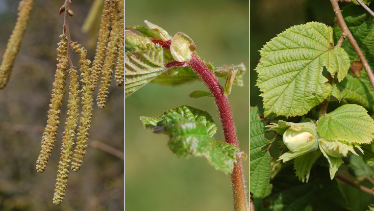 Corylus avellana, links Blütenstände, Mitte jungerAustrieb, rechts Zweig mit unreifen Früchten Bilder von Corylus avellana, links Blütenstände, Mitte jungerAustrieb, rechts Zweig mit unreifen Früchten