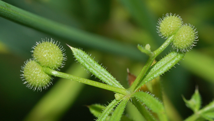 Galium aparine, unreife Früchte Bild unreifer Früchte des Kletten-Labkrauts (Galium aparine)
