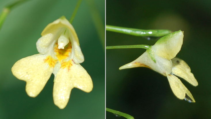 Impatiens parviflora, Blüten frontal und seitlich gesehen Bilder von Impatiens parviflora, Blüten frontal und seitlich gesehen