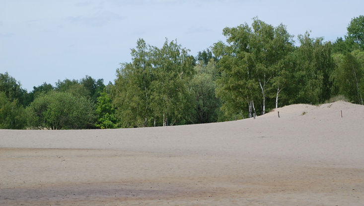 Naturschutzgebiet Boberger Düne Bild aus dem Naturschutzgebiet Boberger Düne