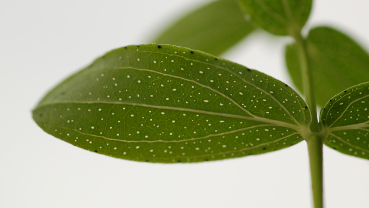Hypericum perforatum, Blatt im Gegenlicht Bild eines Blattes des Tüpfel-Johanniskrauts (Hypericum perforatum) im Gegenlicht