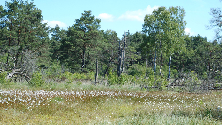 Naturschutzgebiet Schnakenmoor Bild aus dem Naturschutzgebiet Schnakenmoor