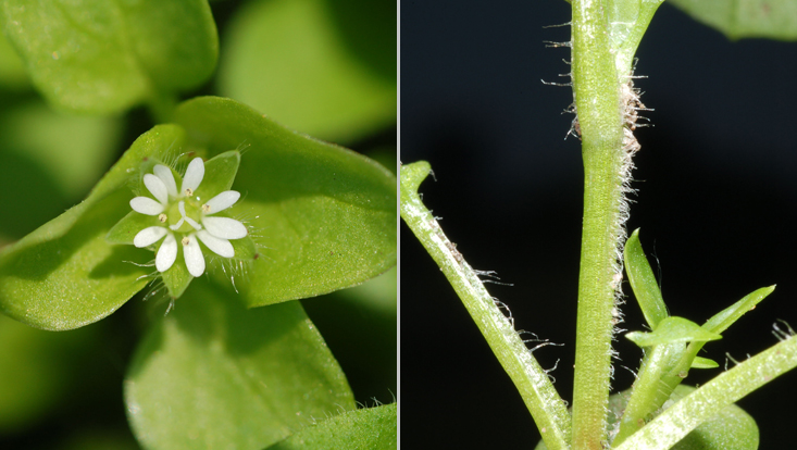 Stellaria media, links Blüte, rechts Stängel Bilder der Vogelmiere (Stellaria media), links Sprossspitze mit Blüte, rechts Stängel mit einreihiger Behaarung