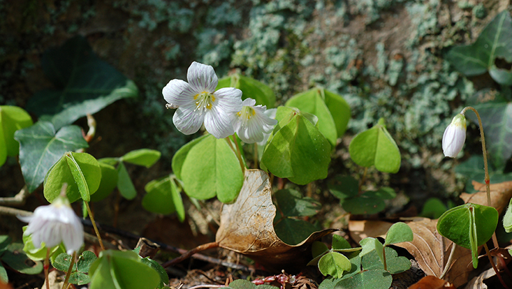 Sauerklee (Oxalis acetosella) Bild einer blühenden Sauerklee-Pflanze (Oxalis acetosella)