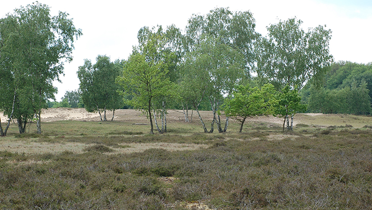 Heidelandschaft im NSG Boberger Düne Bild der Heidelandschaft im NSG Boberger Düne