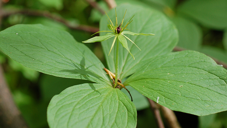 Einbeere (Paris quadrifolia) Bild einer blühenden Einbeere (Paris quadrifolia)
