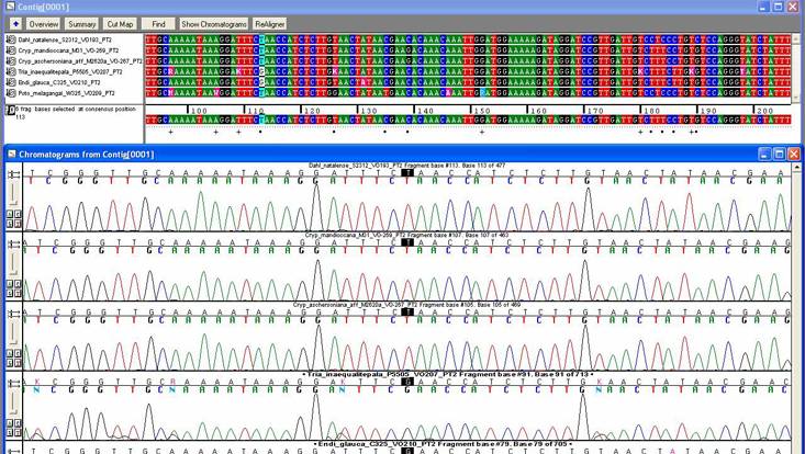Alignment von DNA-Sequenzen Bild eines Alignments von DNA-Sequenzen