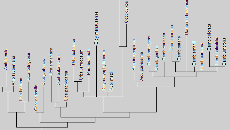 Ausschnitt aus einem Phylogramm Bild eines Ausschnitts aus einem Stammbaum (Phylogramm)