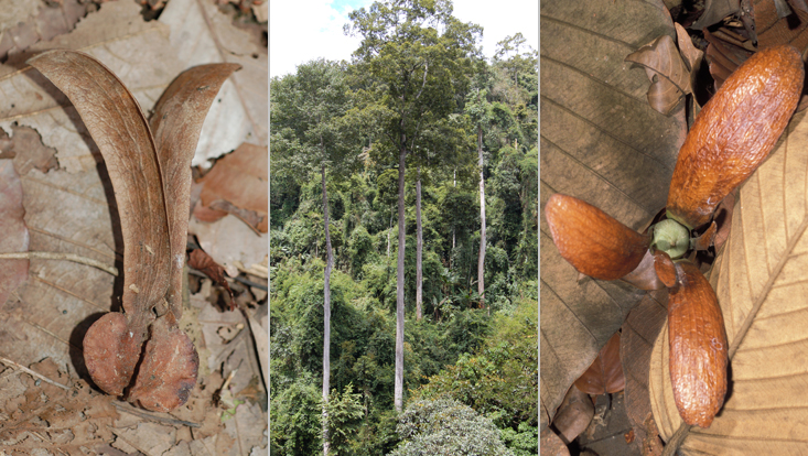 Dipterocarpaceae; links Dipterocarpus zeylanicus, Mitte Parashorea chinensis, rechts Shorea spec. Bilder von Dipterocarpaceae, der wichtigsten Baumfamilie der asiatischen Tropen und Subtropen; links Frucht von Dipterocarpus zeylanicus, Mitte Habitus von Parashorea chinensis, rechts Frucht von Shorea spec.