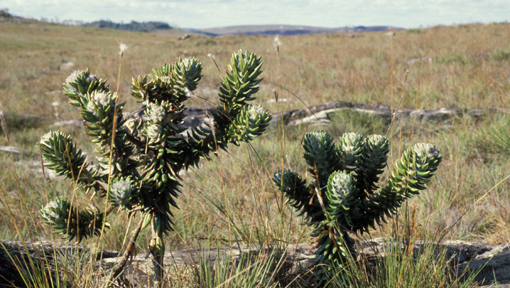 Lychnophora spec. Foto von Lychnophora spec. in der Savanne (campo rupestre); Serra do Cipó, Minas Gerais, Brasilien