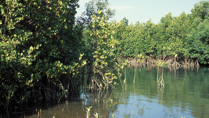 Mangrove Foto von Mangrove-Vegetation, überwiegend aus Sonneratia alba; bei Cooktown, Queensland, Australien