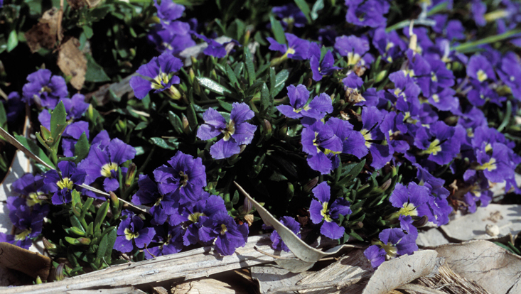 Dampiera diversifolia Foto von Dampiera diversifolia als Beispiel für Goodeniaceae, eine der typischen Familien des australischen Florenreichs