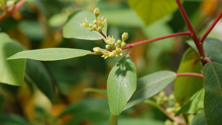 Rhamnus californica Foto von Rhamnus californica (Rhamnaceae) als Beispiel für eine der typischen Familien des Hartlaubwalds
