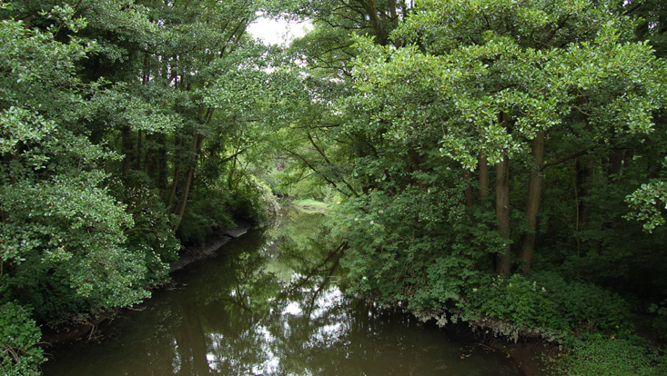 Tidebeeinflusster Auwaldrest Foto eines tidebeeinflussten Auwaldrests an der Krückau bei Elmshorn, Deutschland