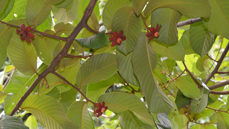 Uvaria macrophylla Foto von Uvaria macrophylla als Beispiel für Annonaceae, eine der großen tropischen Gehölzfamilien