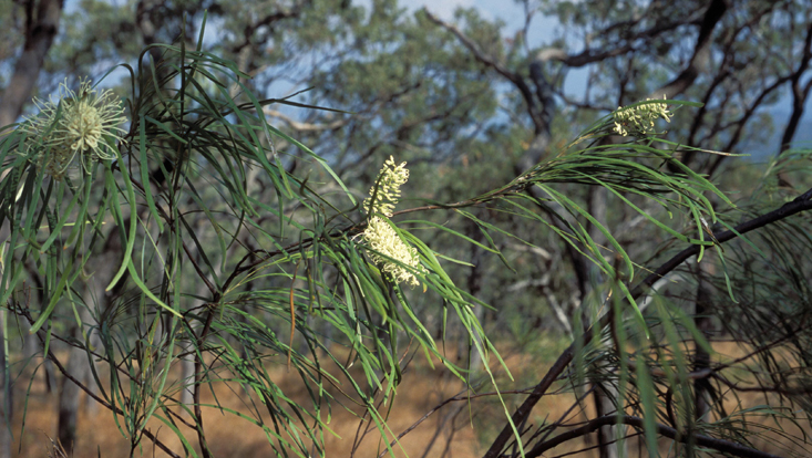 Grevillea coriacea (Proteaceae) Foto von Grevillea coriacea (Proteaceae) im Halbtrockenwald; Spear Creek, Queensland, Australien