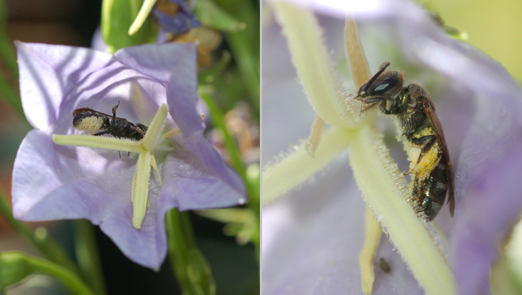 Chelostoma rapunculi in Blüte von Campanula persicifolia Fotos einer Glockenblumen-Scherenbiene (Chelostoma rapunculi) in einer Blüte der Pfirsichblättrigen Glockenblume (Campanula persicifolia), links Pollen unter dem Abdomen erkennbar, rechts auch an den Körbchen der Hinterbeine