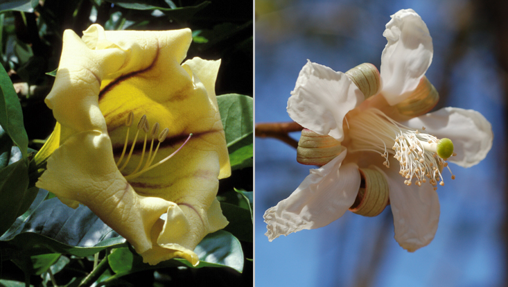 Chiropterophilie: links Solandra grandiflora, rechts Luehea grandiflora Fotos als Beispiele für Chiropterophilie = Anpassung an Bestäubung durch Fledertiere: links Solandra grandiflora, rechts Luehea grandiflora
