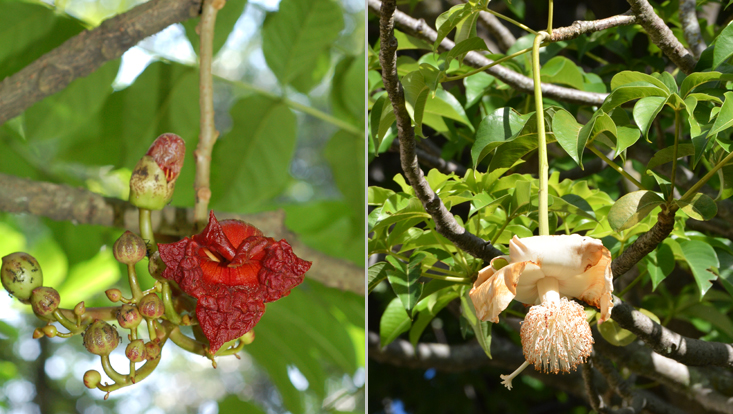 Chiropterophilie: links Kigelia africana, rechts Adansonia digitata Fotos als Beispiele für Chiropterophilie = Anpassung an Bestäubung durch Fledertiere: links Kigelia africana, rechts Adansonia digitata