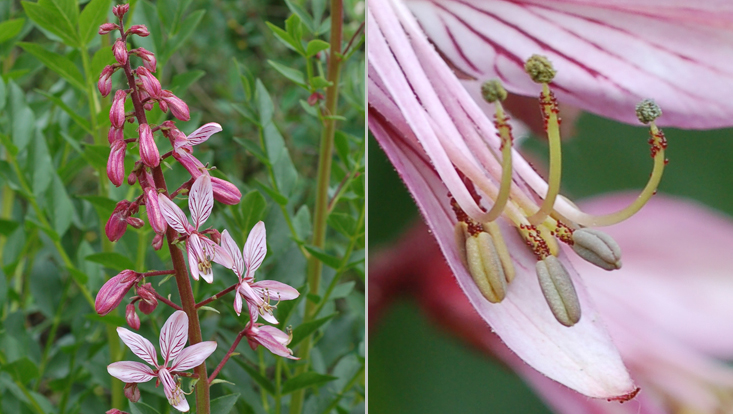 Dictamnus albus Fotos von Dictamnus albus; links Blütenstand, rechts Stamina mit Osmophoren = Duftdrüsen