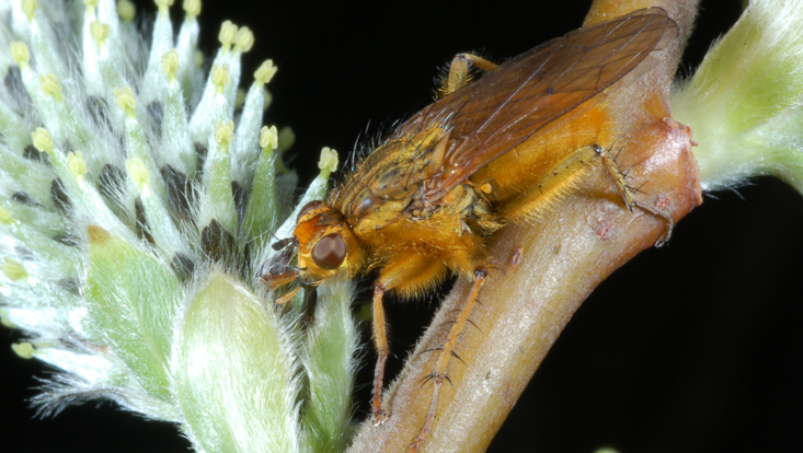 Scathophaga stercoraria an Salix cinerea Foto einer Gelben Dungfliege (Scathophaga stercoraria) an weiblichem Kätzchen der Grauweide (Salix cinerea)