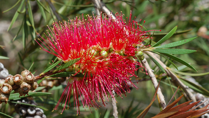 Callistemon Foto von Callistemon spec. als Beispiel für Ornithophilie = Anpassung an Vögel als Bestäuber