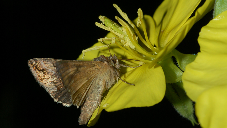 Gammaeule (Autographa gamma) an Nachtkerze (Oenothera biennis) Foto einer Gammaeule (Autographa gamma) an der Blüte einer Nachtkerze (Oenothera biennis) als Beispiel für Phalaenophilie = Bestäubung durch Nachtfalter