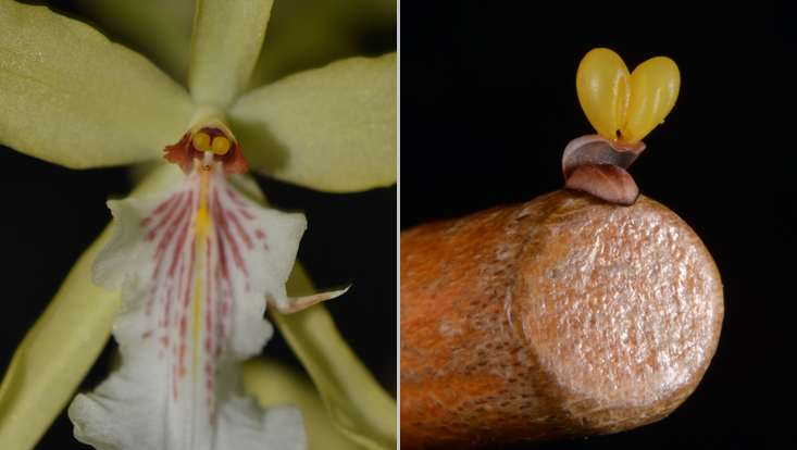 Pollinarien von Orchideen Fotos von Pollinarien bei Orchideen; links Blüte von Miltonia flavescens, mit Pollinarium noch in situ, rechts Pollinarium auf dem Griff einer Präpariernadel